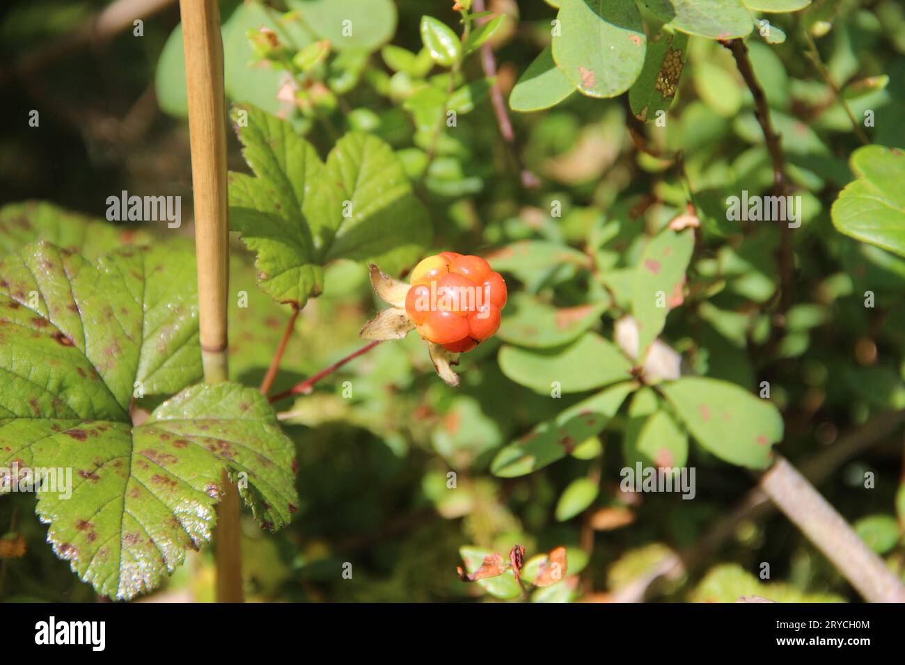 Cloudberry. Rubus chamaemorus Stock Photo