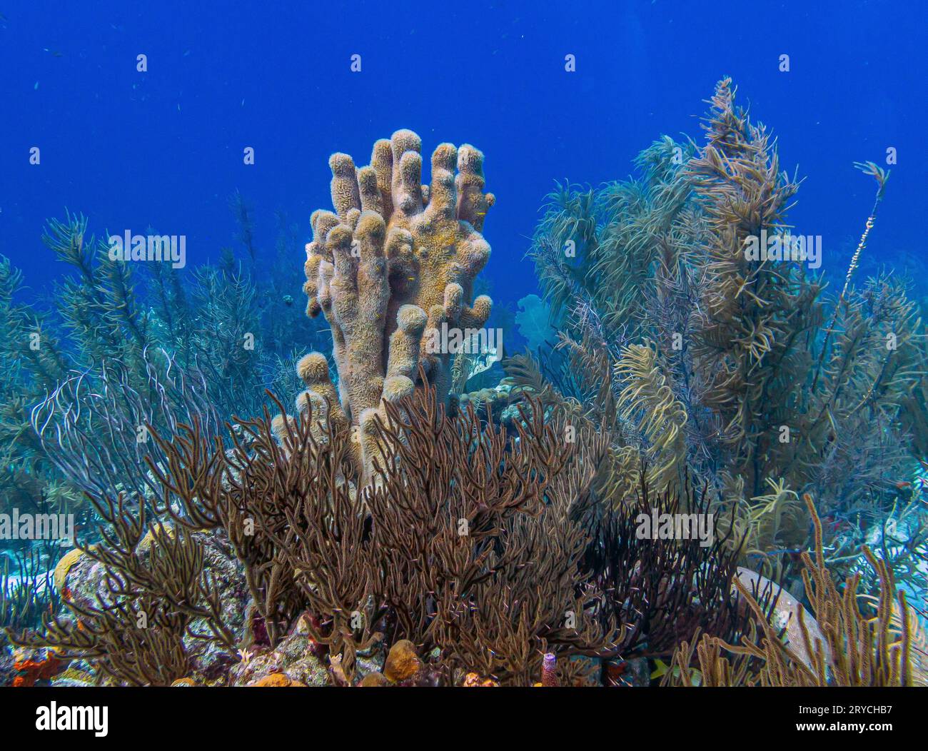Pillar coral,Dendrogyra cylindrus,is a hard coral order Scleractinia Stock Photo