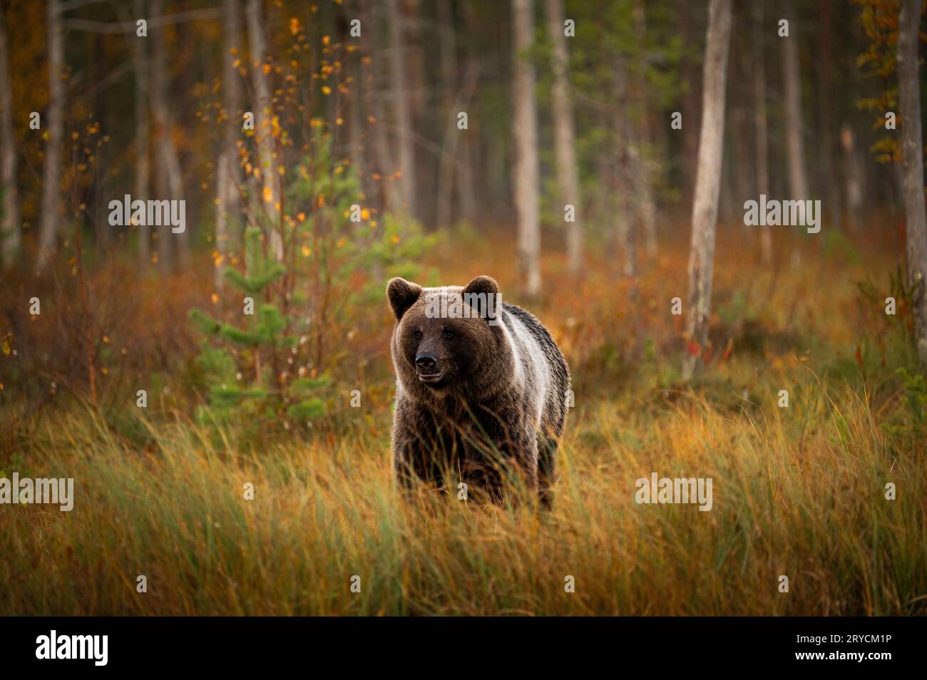 Brown bear in the forest - Kuhmo Finland Stock Photo - Alamy