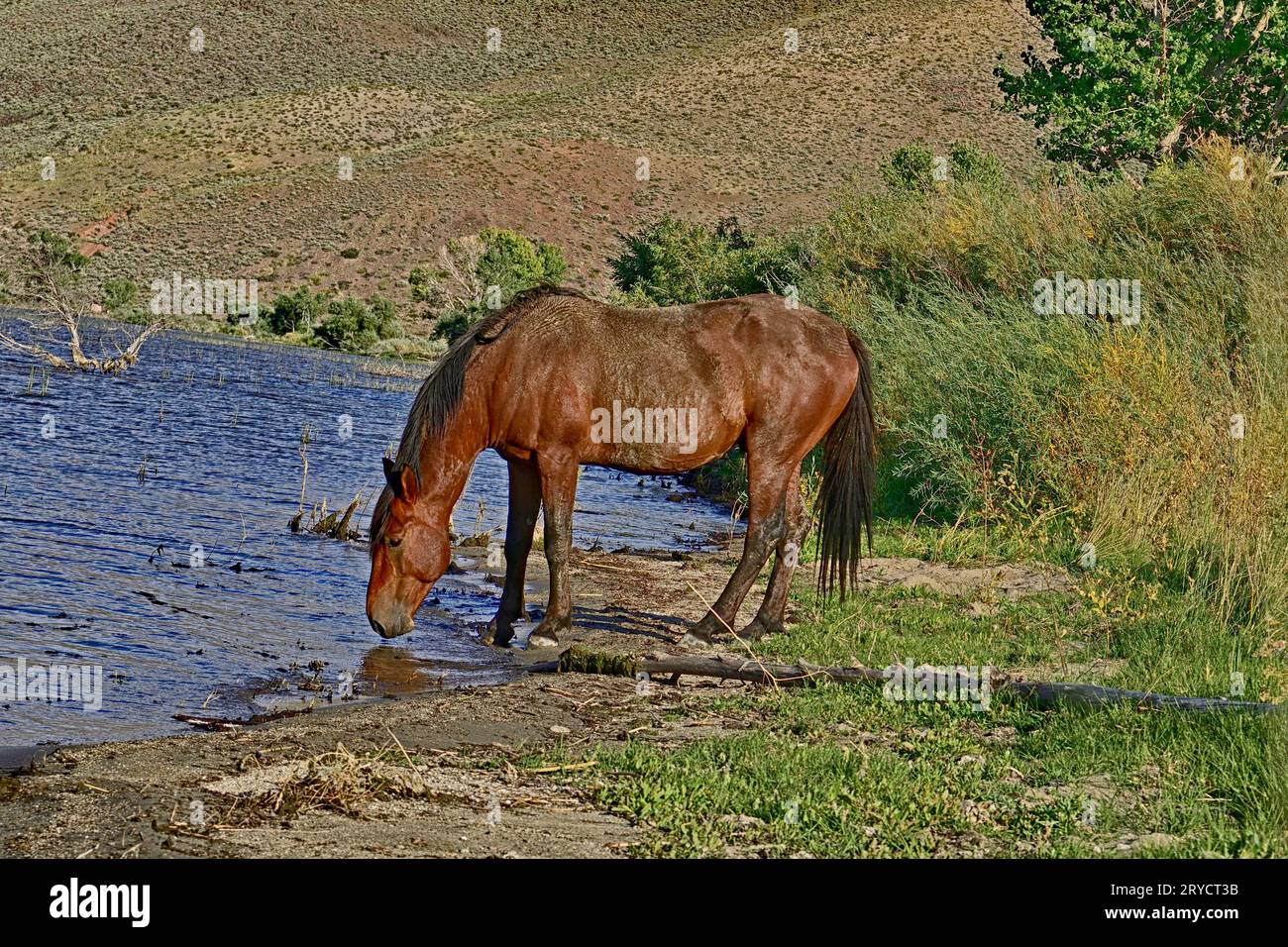 A Horse Drinking from Washoe Lake, Nevada Stock Photo