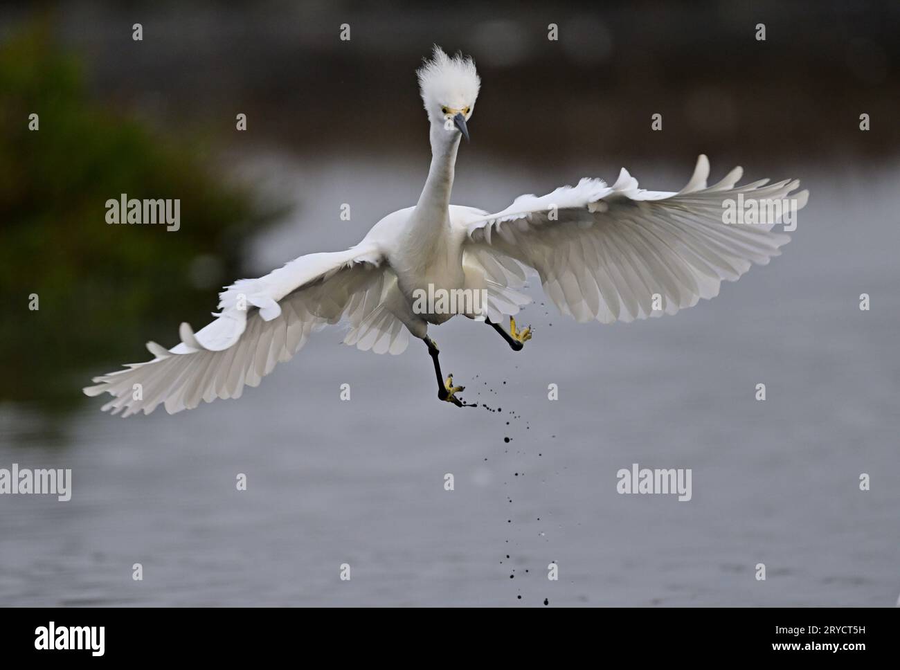 A Snowy Egret Escaping a Fight Stock Photo