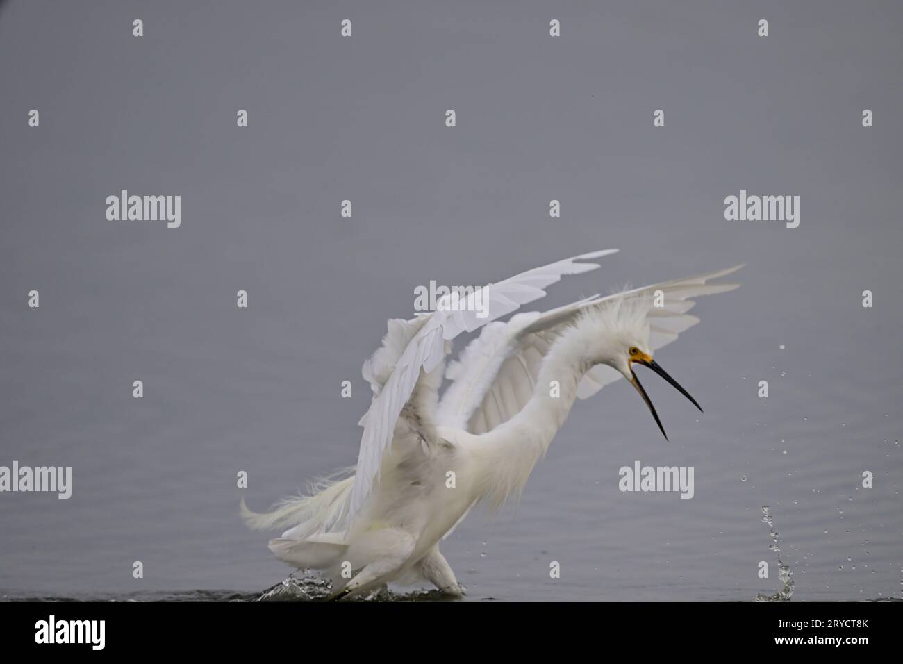 A Snowy Egret Preparing an attack on another Stock Photo