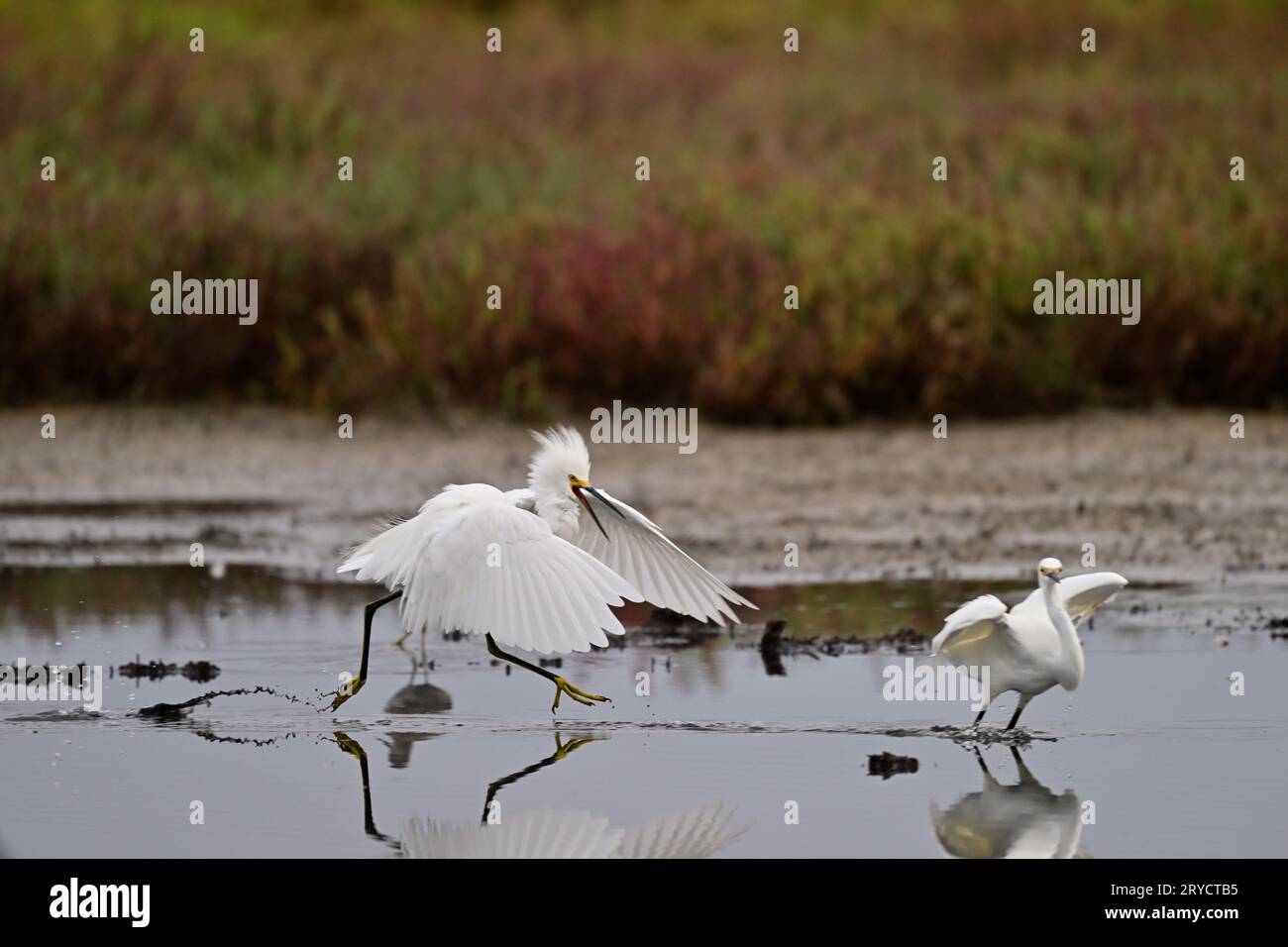 A Snowy Egret chasing another Stock Photo
