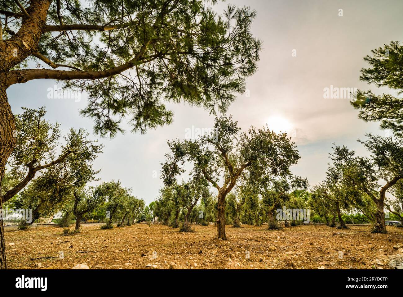 Olive trees in Puglia Stock Photo Alamy