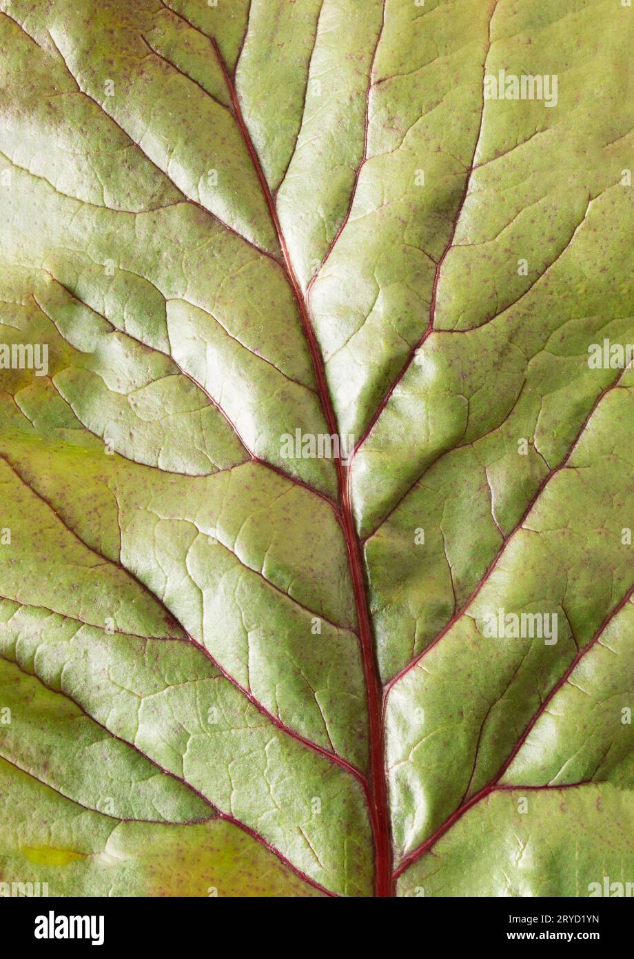 Beet leaf adaxiall, textured background at extreme close-up. Stock Photo