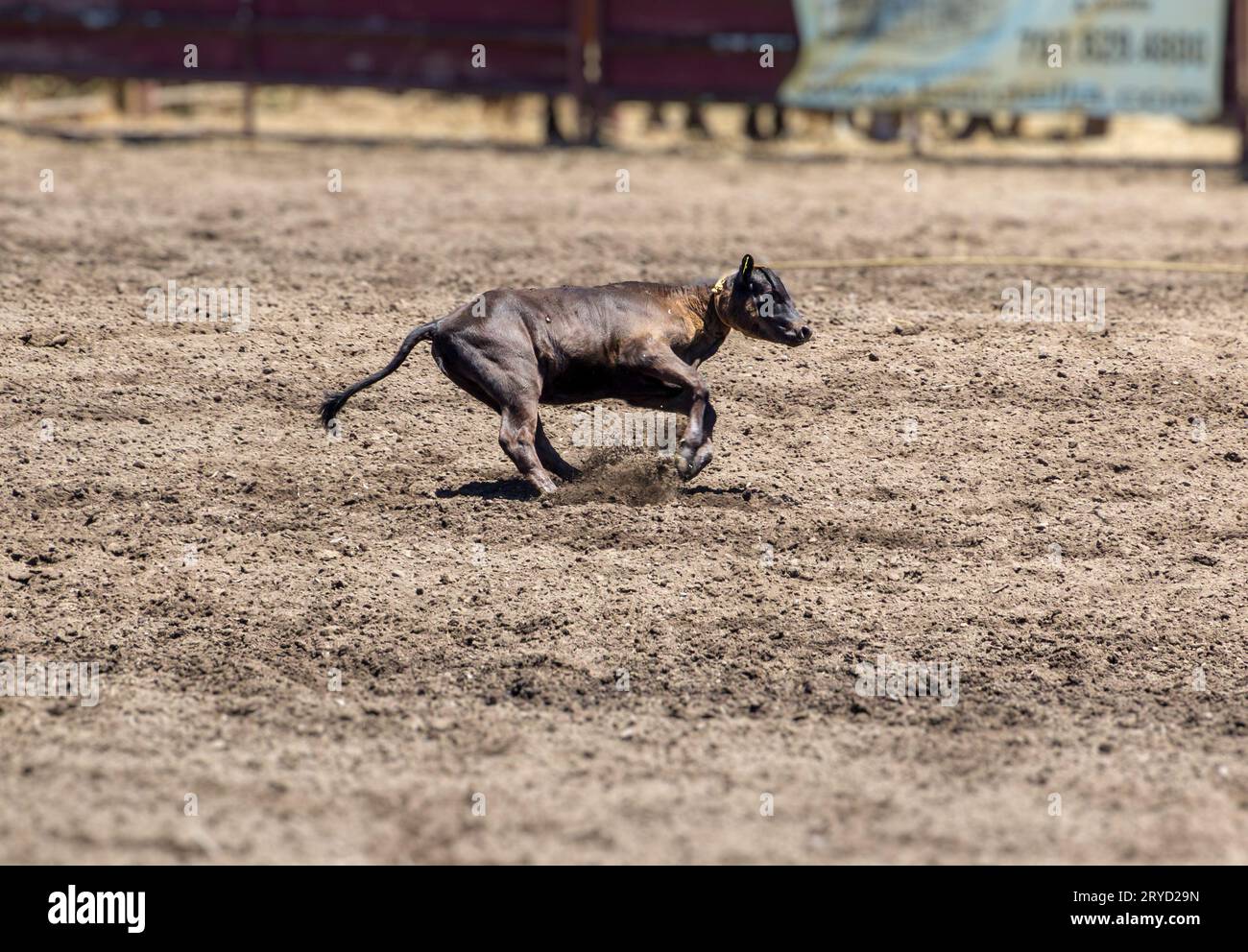 A calf is being lassoed and is pulling away on the rope. it is at a rodeo during a Break Away competition. The calf is brown and is kicking up dirt in Stock Photo