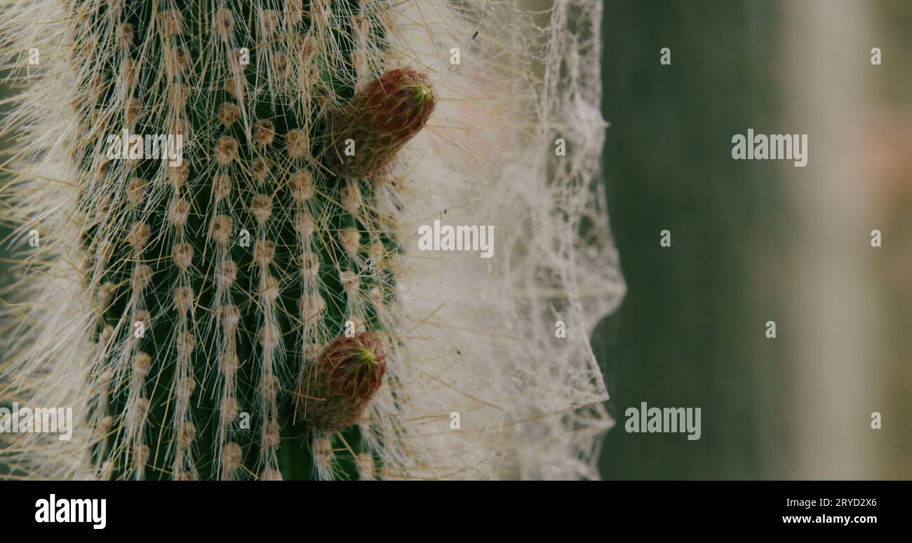 A columnar cactus (silver torch cacti) with cobwebs and other telltale signs that the cactus is