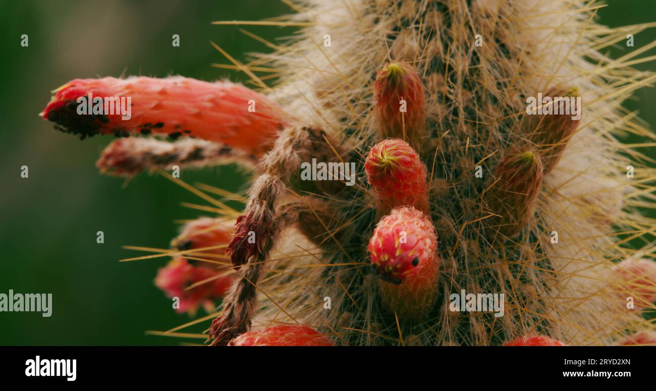 Macro study of a silver torch columnar cactus, with its unusual ...