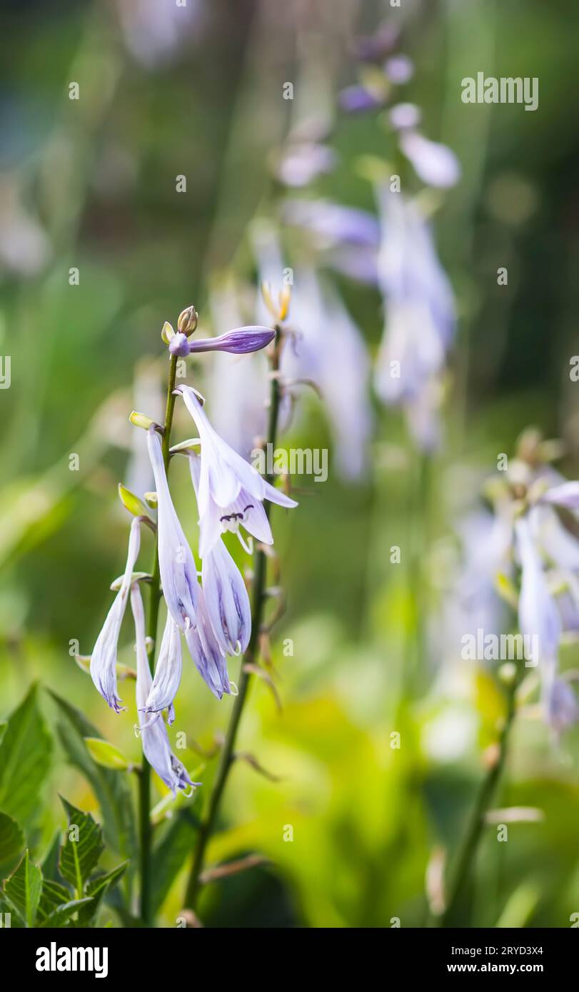 Hosta plantaginea or plantain shade-loving garden family Asparagaceae. Purple flowers of ornamental garden plant. Stock Photo