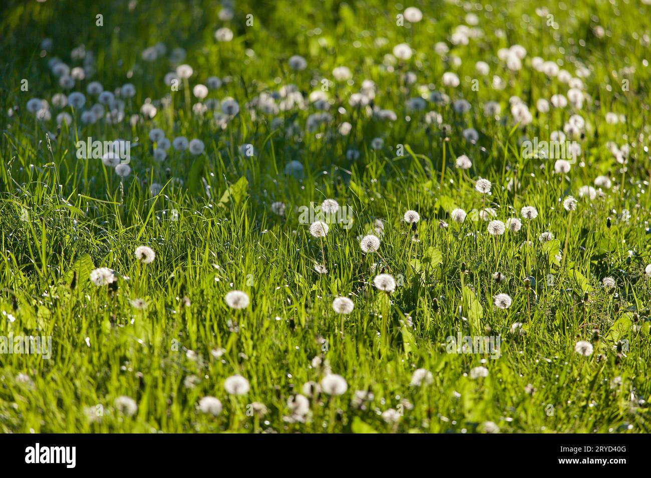 Dandelions in meadow against the sun with shallow depth of field Stock Photo