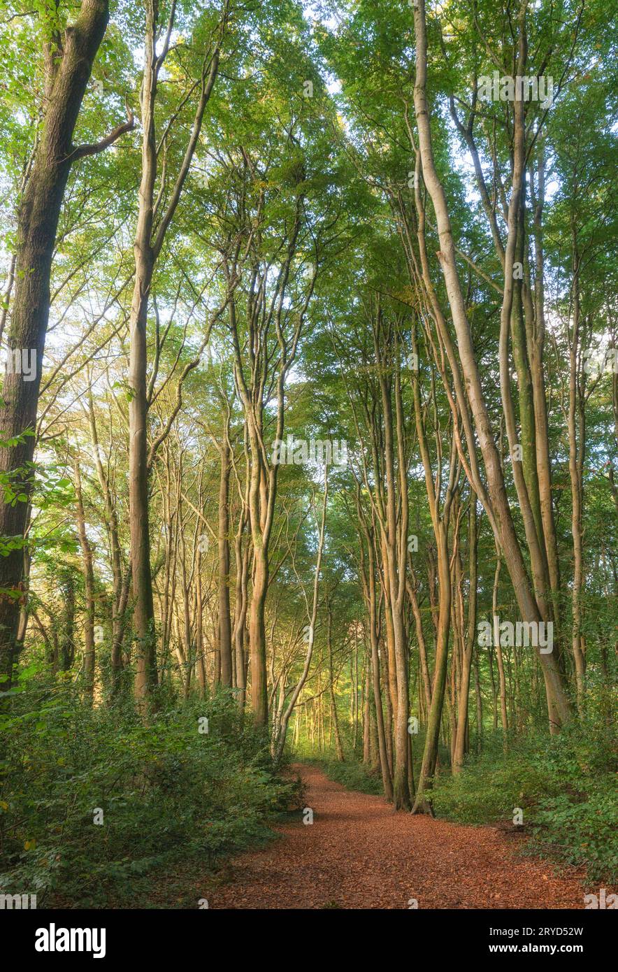 Plymouth woodland hi-res stock photography and images - Alamy