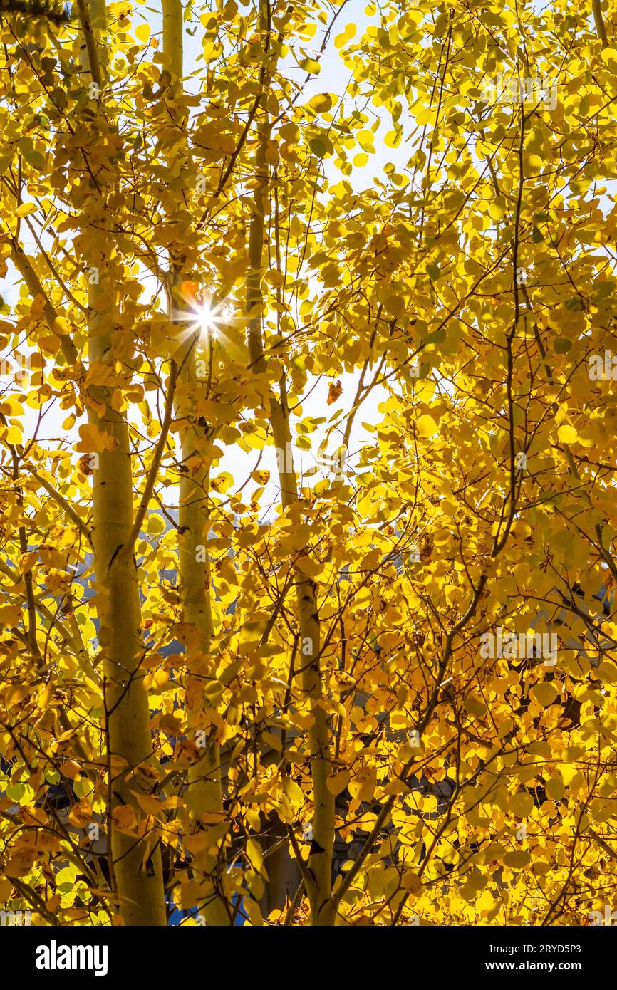 A sunburst through the brilliant yellow leaves of quaking aspen trees (Populus tremuloides) in autumn. Stock Photo