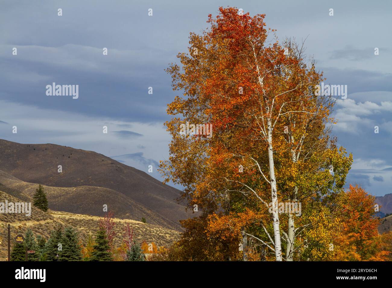 The bold fall colors of orange and yellow Quaking Aspens (Populus tremuloides) in Sun Valley, Idaho, USA, are popular with leaf peeping tourists. Stock Photo