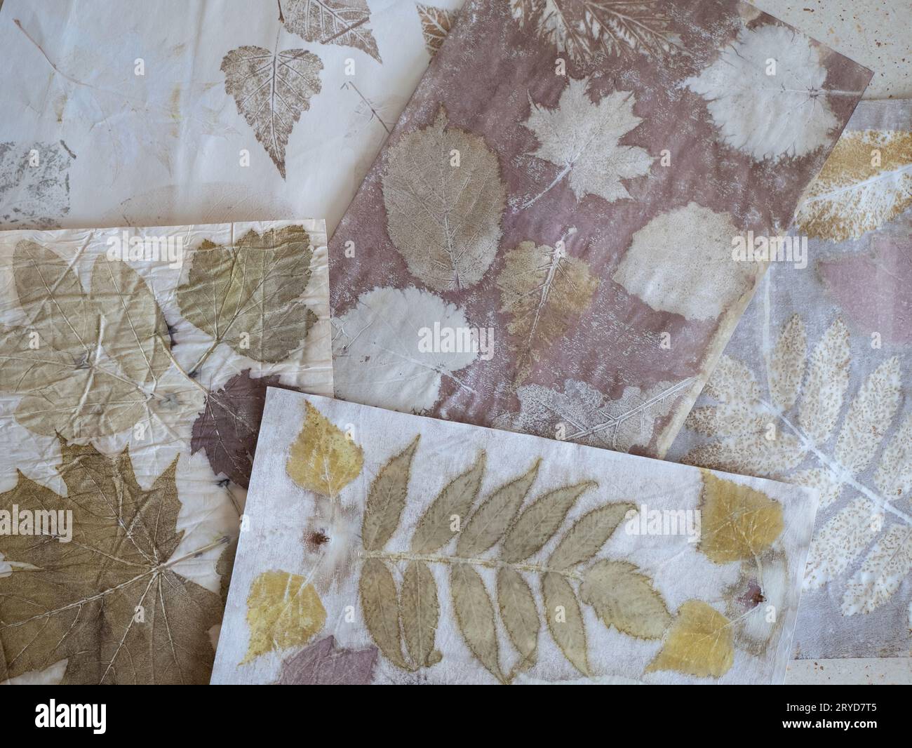 Botanical contact dyeing using leaves, close up. Natural prints on the paper Stock Photo