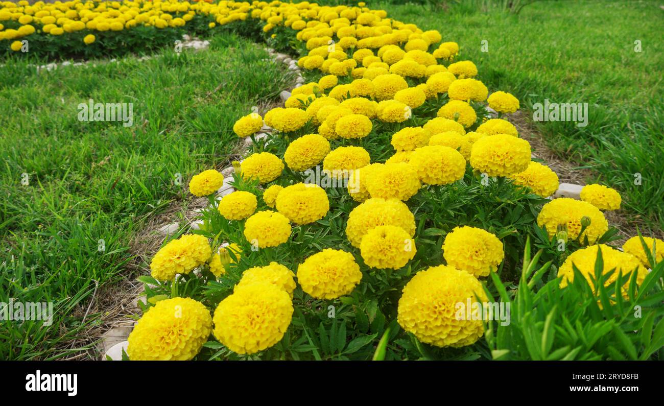 The yellow marigolds Stock Photo