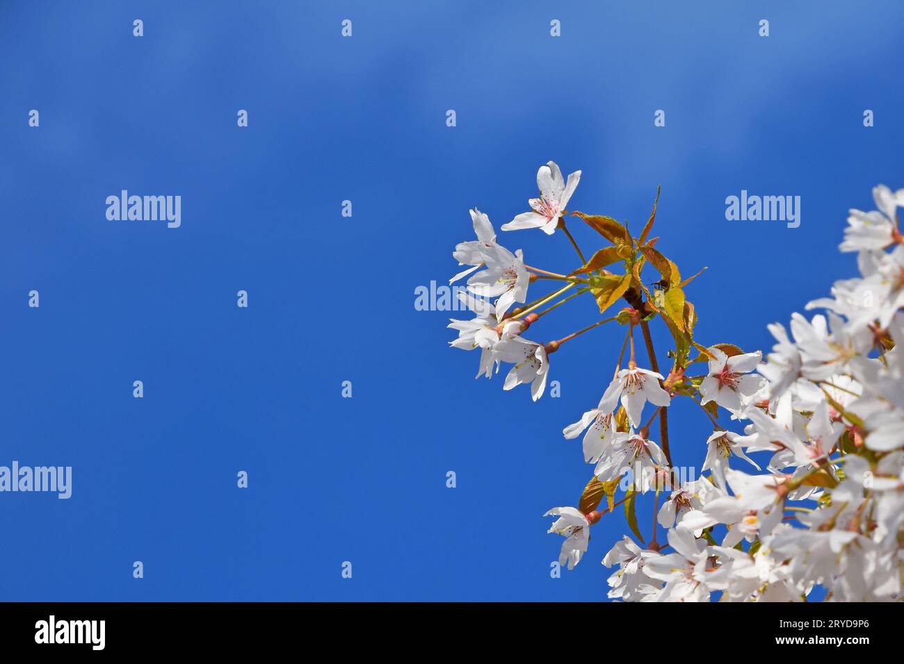 White cherry blossom over blue sky close up Stock Photo