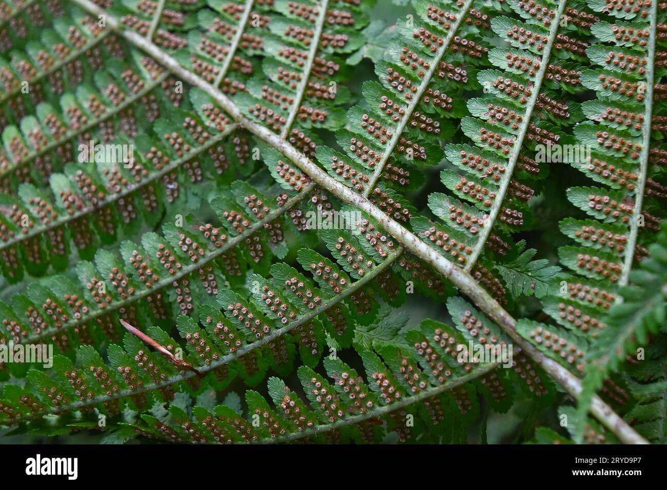 Close up stem leaves hi-res stock photography and images - Alamy