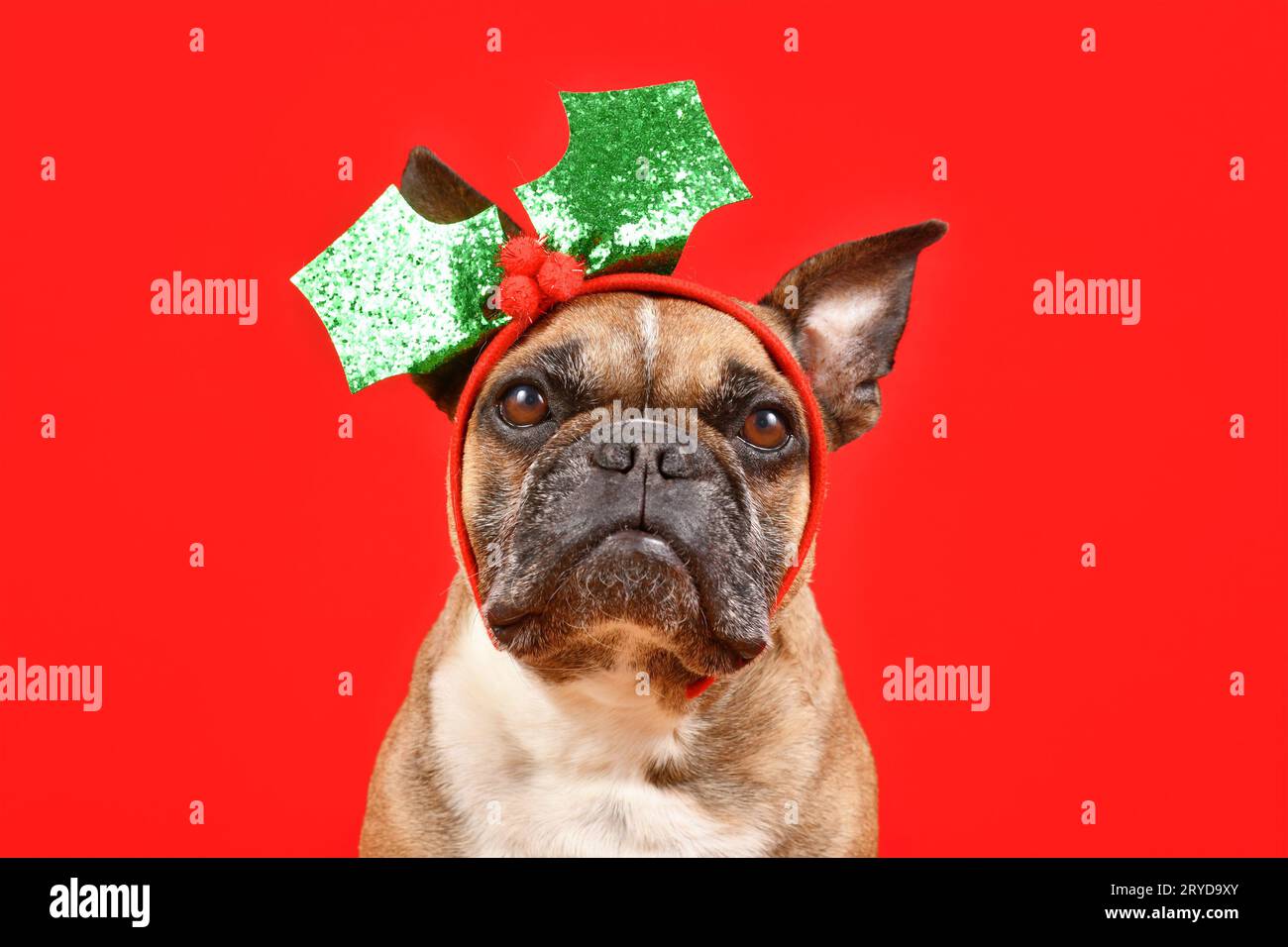 French Bulldog dog with Christmas mistletoe headband on red background Stock Photo