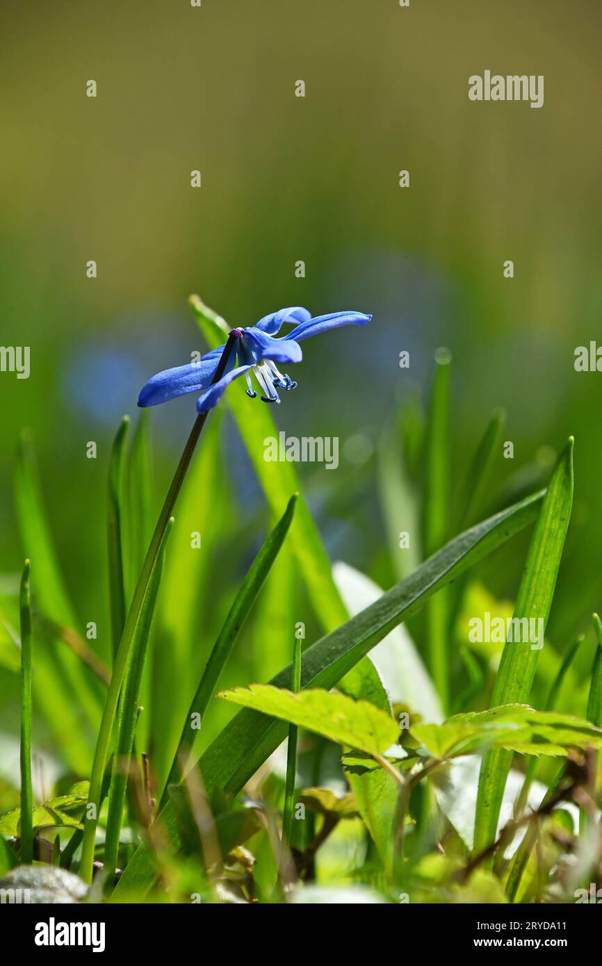 Close up one blue spring Scilla snowdrop flower Stock Photo