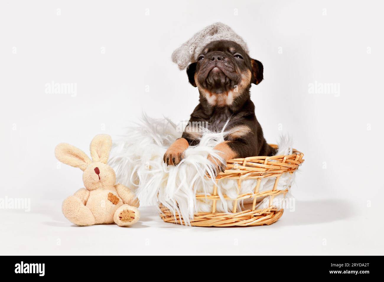 Cute tan French Bulldog dog puppy with night cap and toy plush bunny in basket Stock Photo