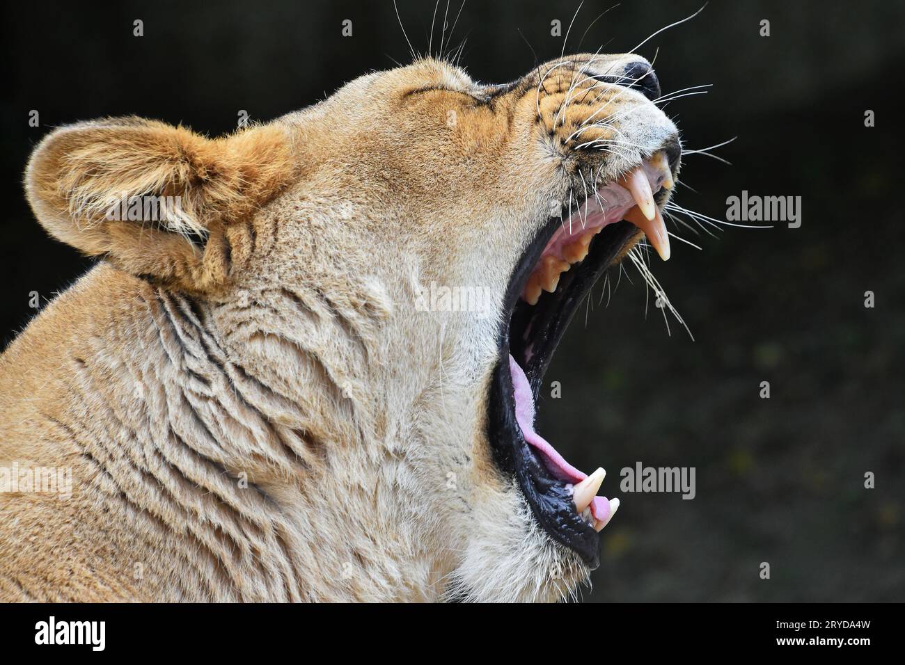 Close up side portrait of lioness yawning Stock Photo