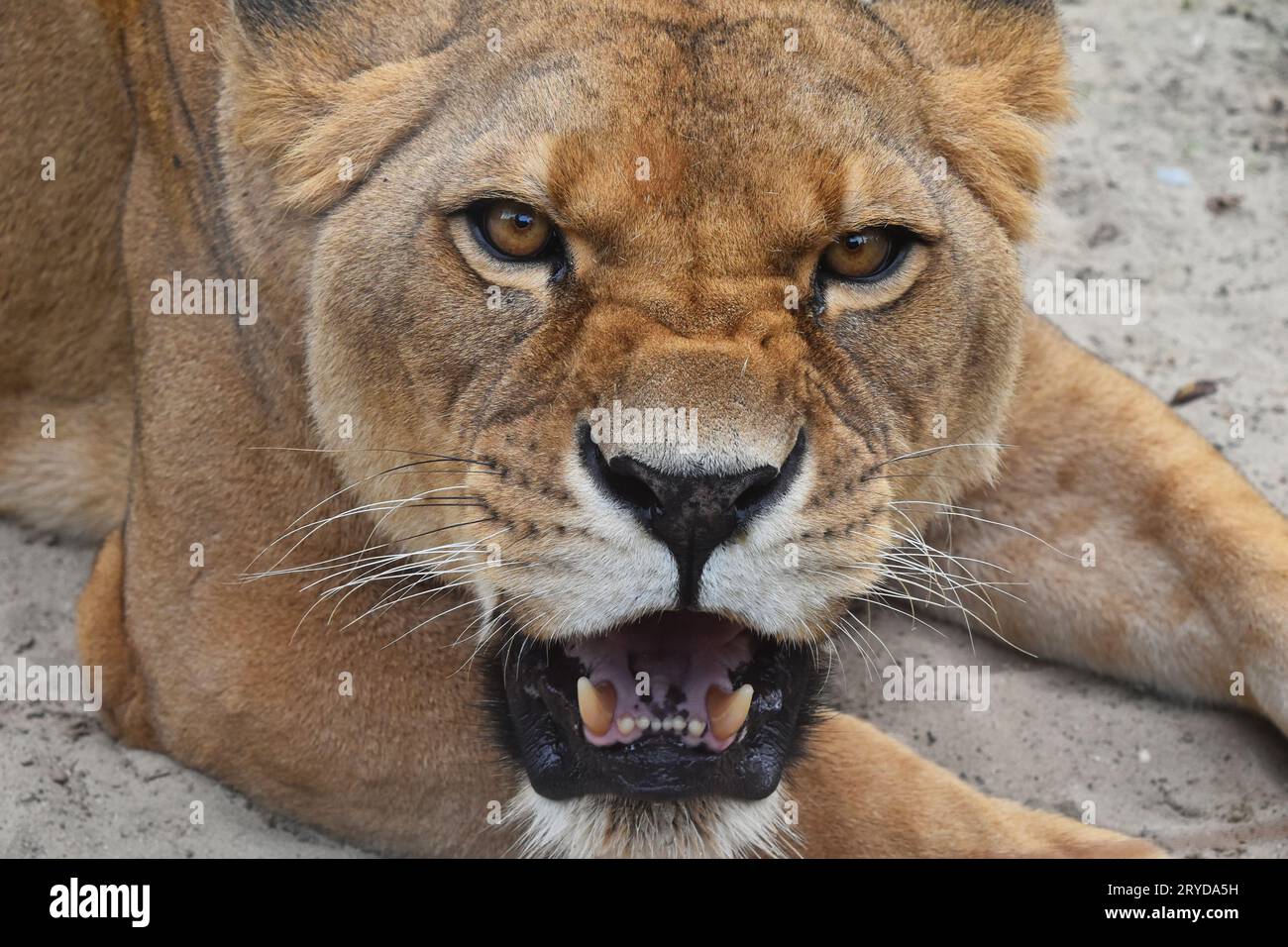 Close up portrait of angry furious lioness roar Stock Photo