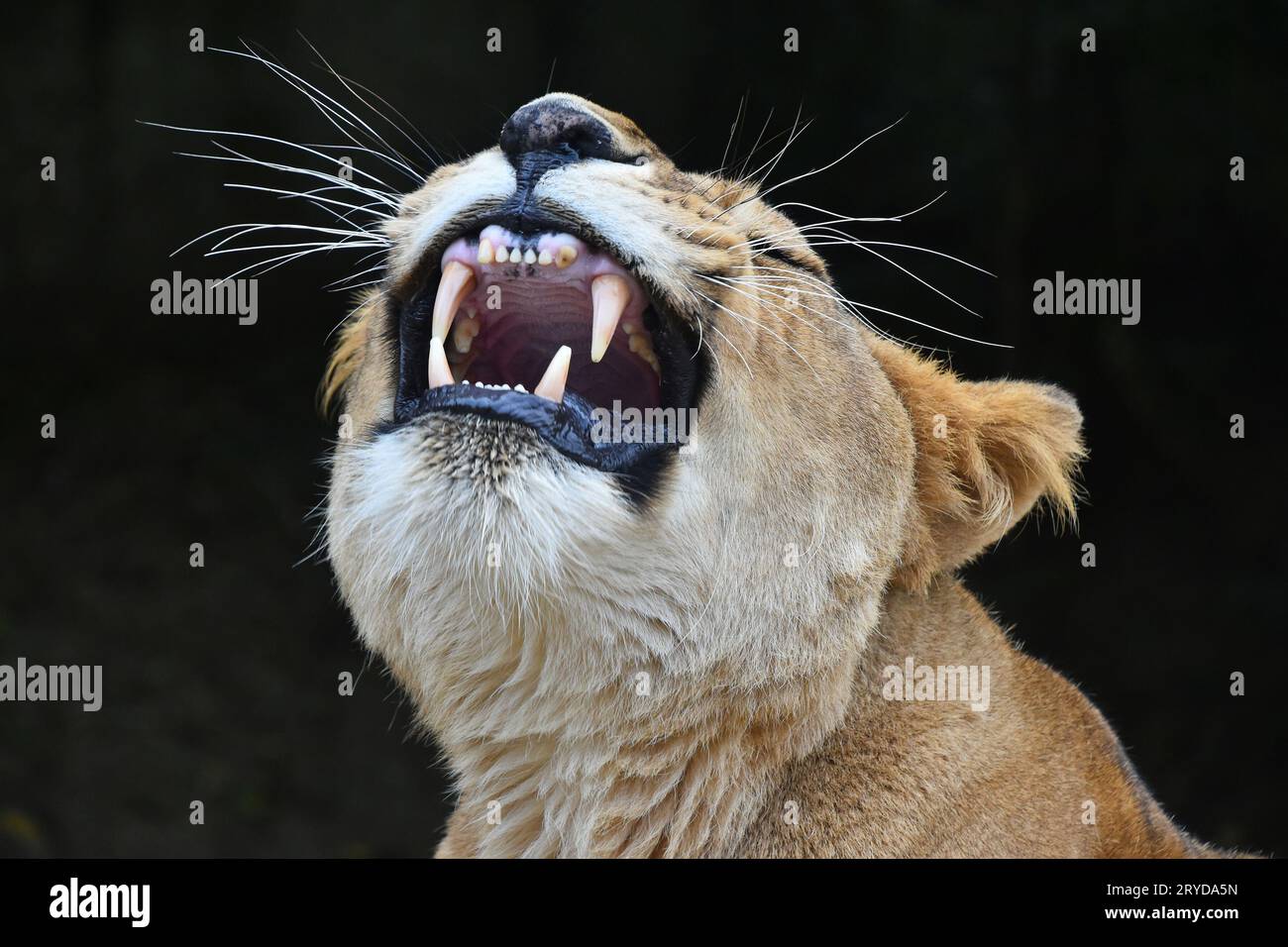 Close up portrait of African lioness yawn Stock Photo