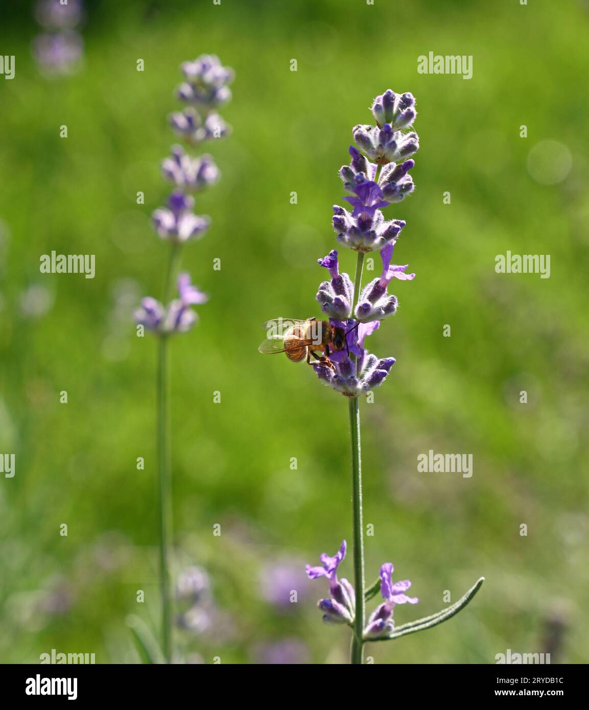 Bee flower side angle view hi-res stock photography and images - Alamy