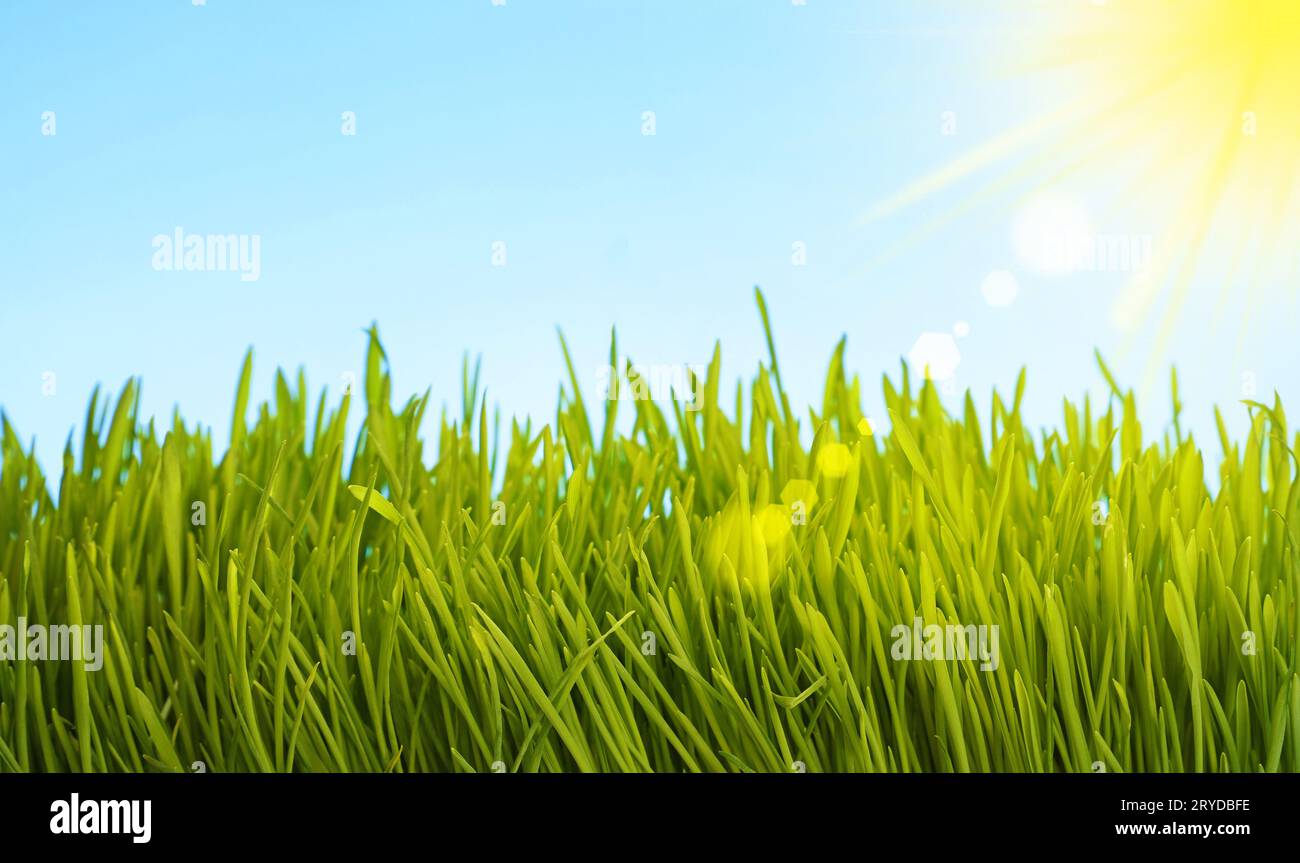 Clear blue sky green grass hi-res stock photography and images - Alamy