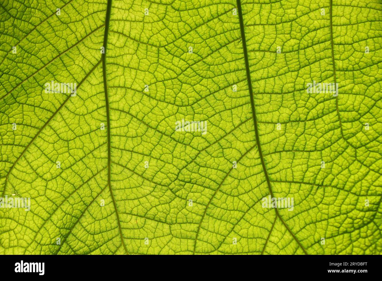 Extreme close up leaf hi-res stock photography and images - Alamy
