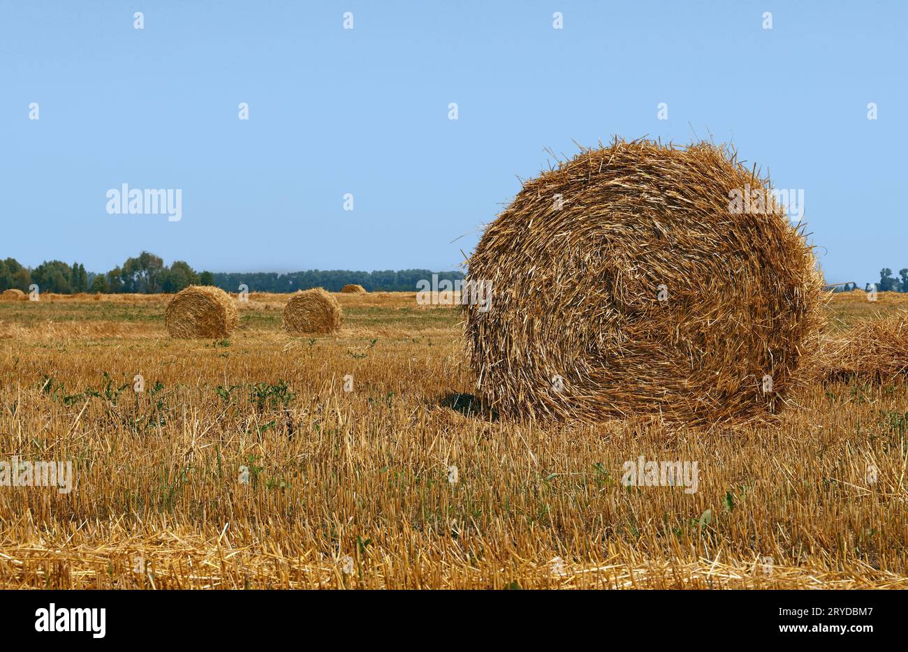 Bales of straw in stubble field after harvesting Stock Photo - Alamy