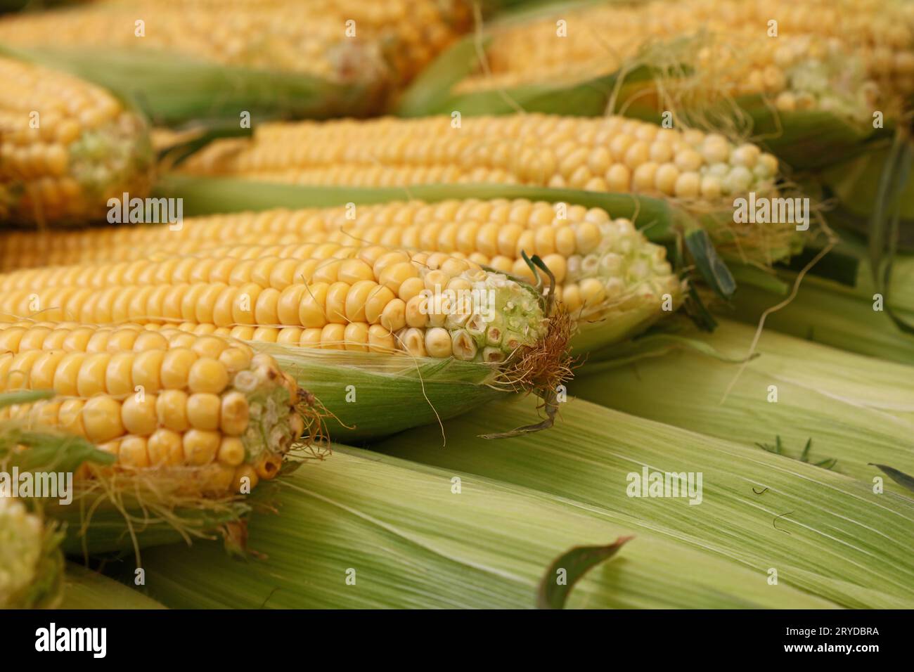 Fresh corncobs close up in retail Stock Photo