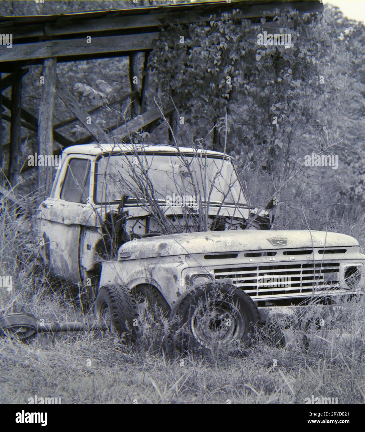 Abandoned vintage truck with foliage growing through the engine Stock