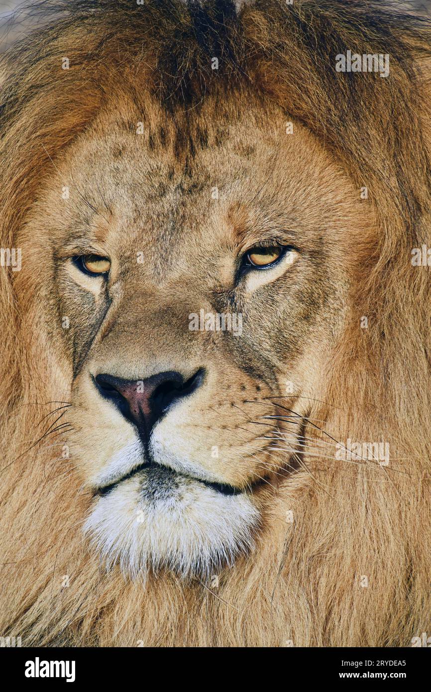 Lion eyes close up hi-res stock photography and images - Alamy