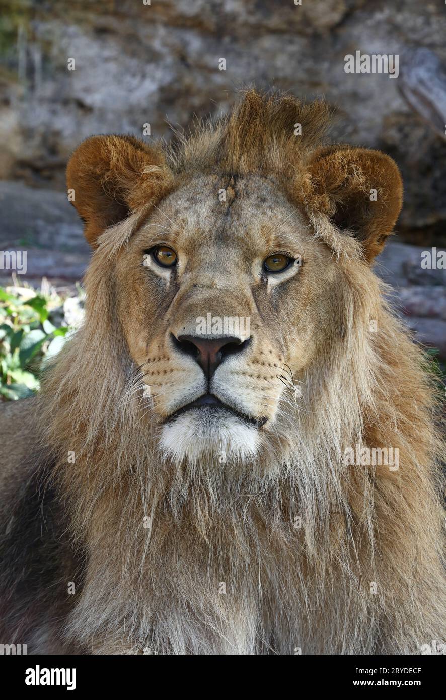 Lion close up of face hi-res stock photography and images - Alamy