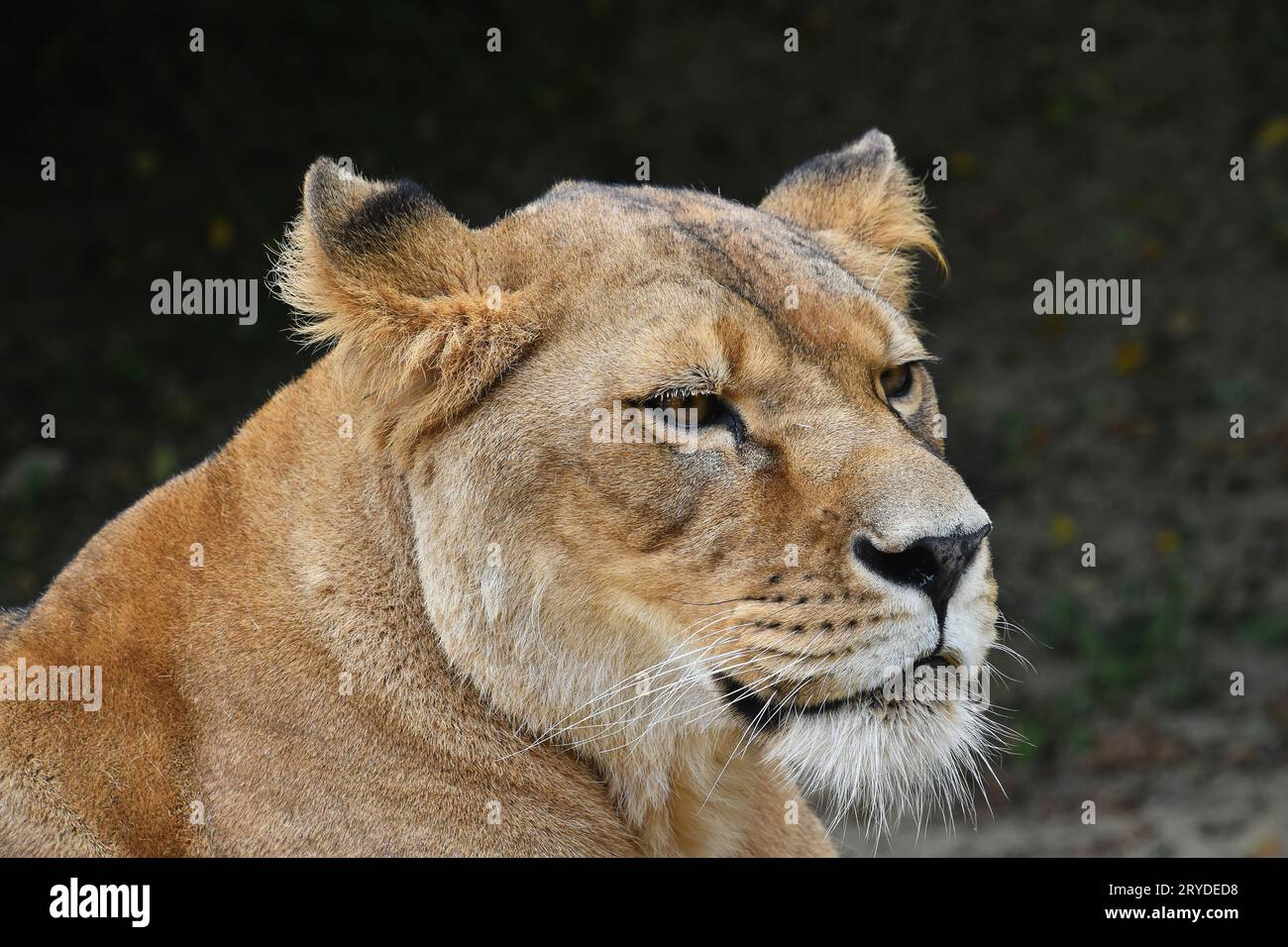 Close up portrait of female African lioness Stock Photo
