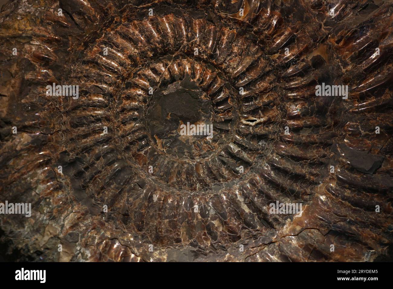 Petrified extinct ammonite fossil shell remains Stock Photo