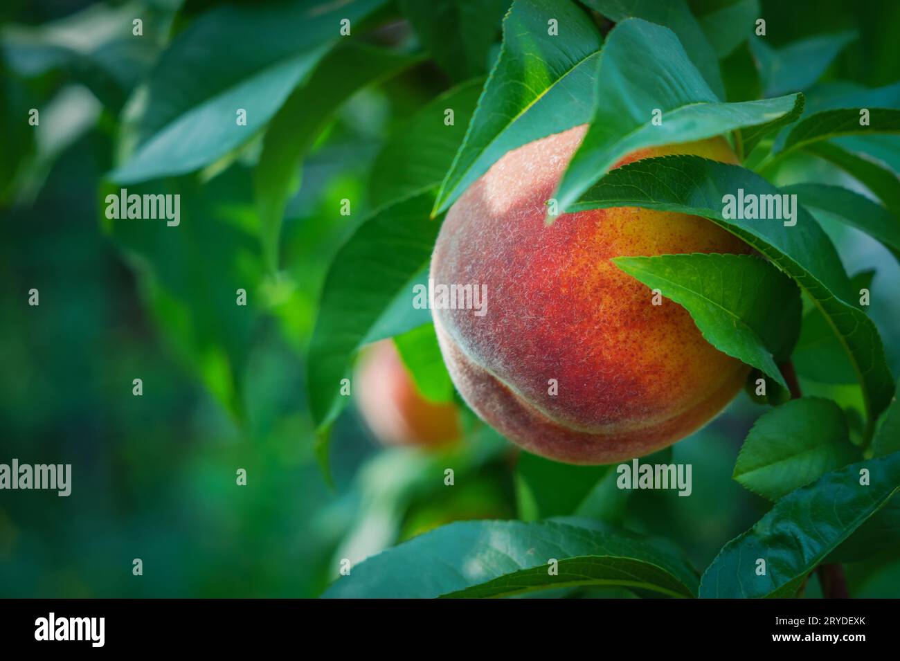 Close up delicious food fruits hi-res stock photography and images - Alamy