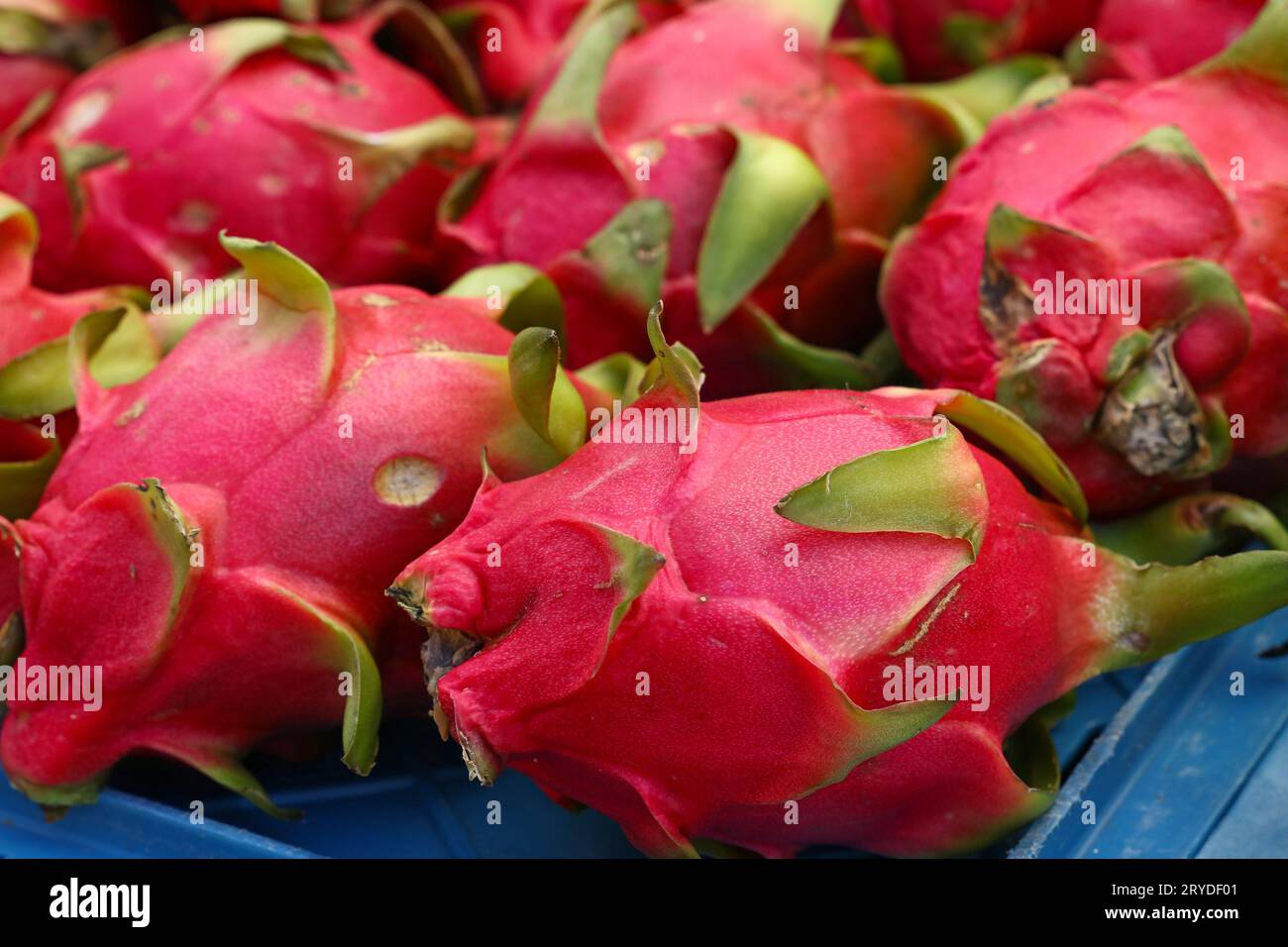 Red ripe pitaya or pitahaya dragon fruit close up Stock Photo