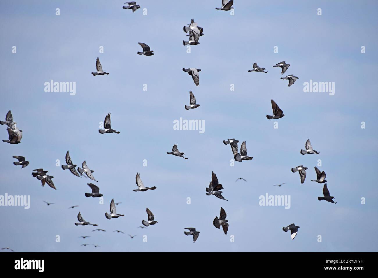 Flock of many pigeon birds in blue sky Stock Photo