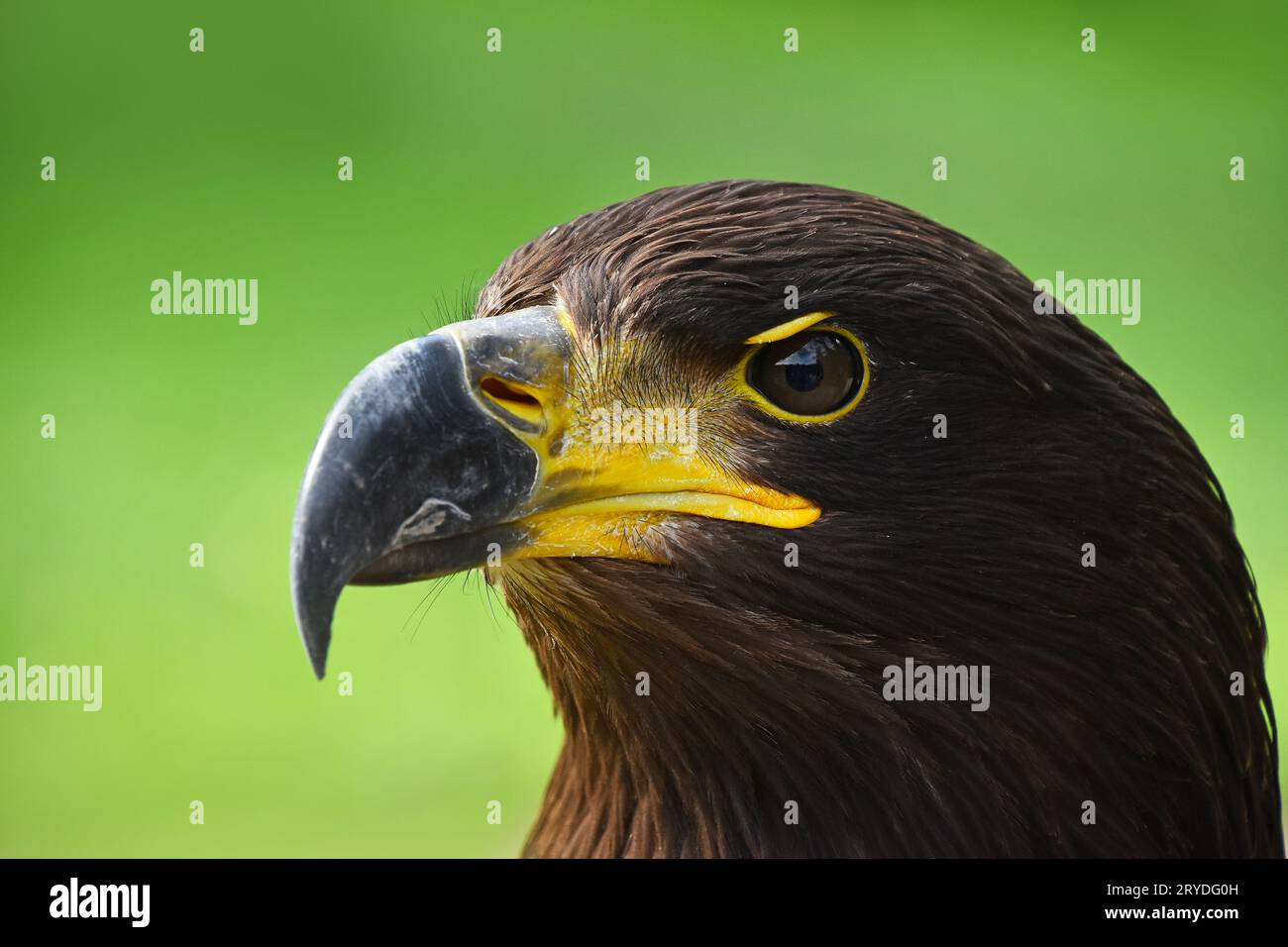 Close up profile portrait of Golden eagle on green Stock Photo - Alamy