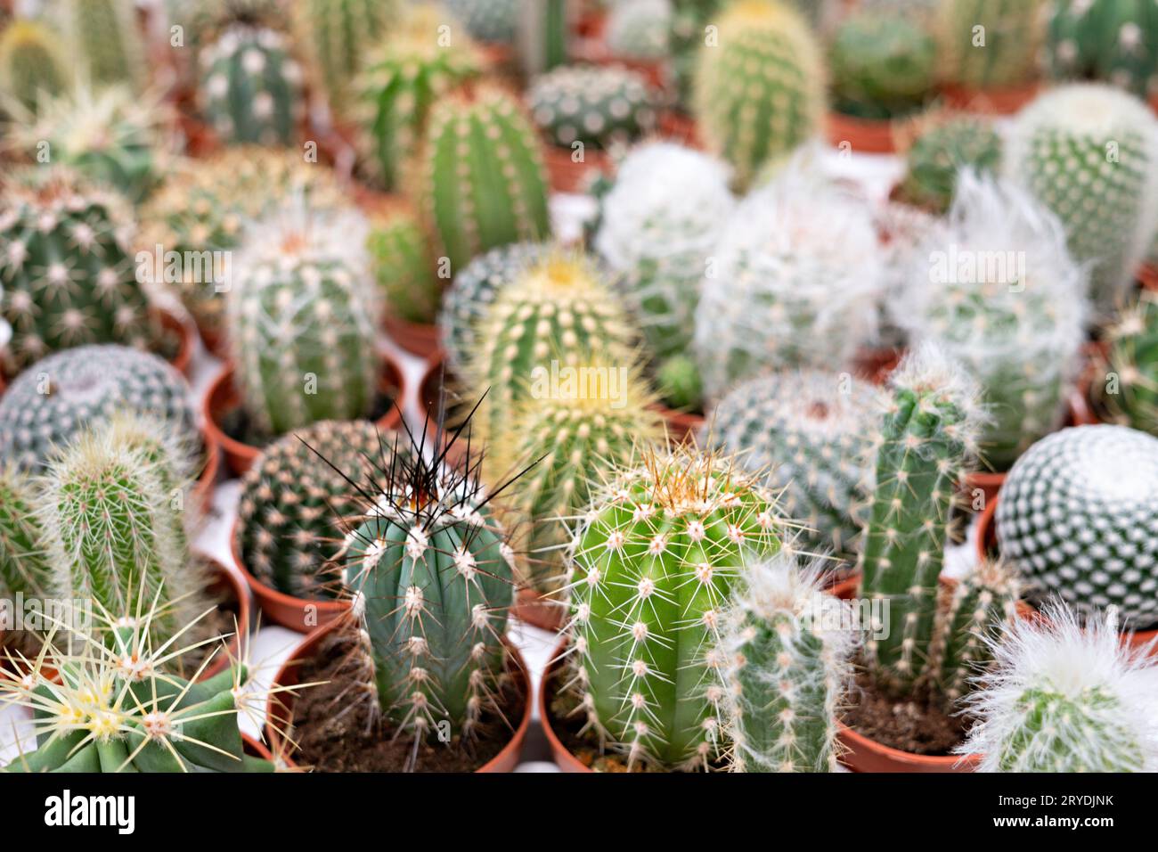 Small cactus group in pots background Stock Photo