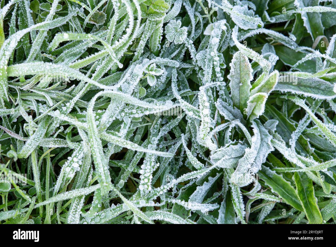 Grass covered with hoar frost hi-res stock photography and images - Alamy