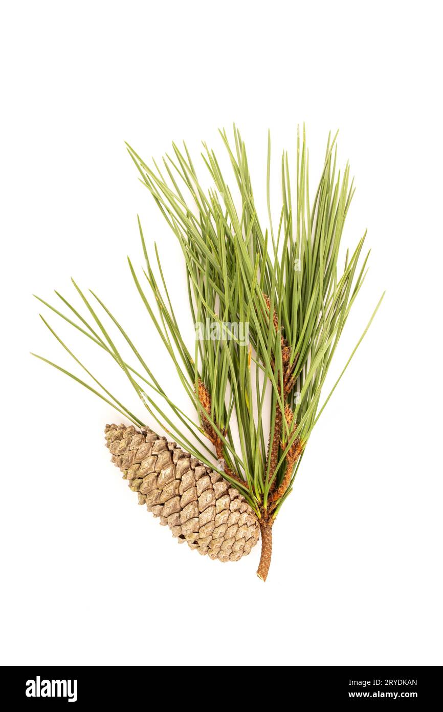 Pine branch and cones isolated on white background Stock Photo