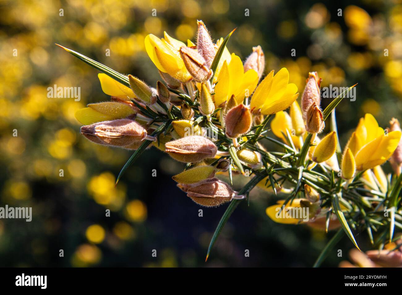 Yellow Gorse in flower Stock Photo