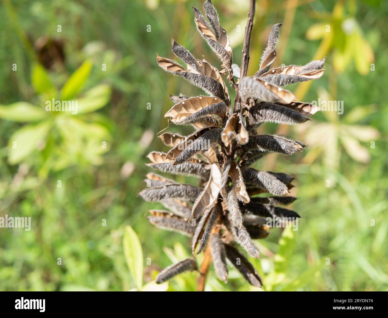 Empty open lupin pods in the meadow, selective focus. Plant propagation concept Stock Photo