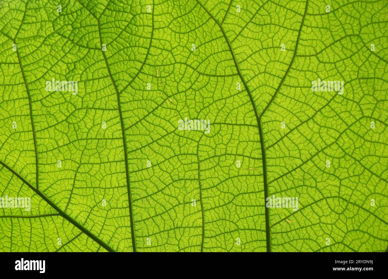 Extreme close up texture of green leaf veins Stock Photo