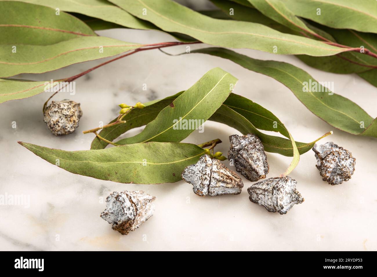 Dry eucalyptus leaves Stock Photo Alamy
