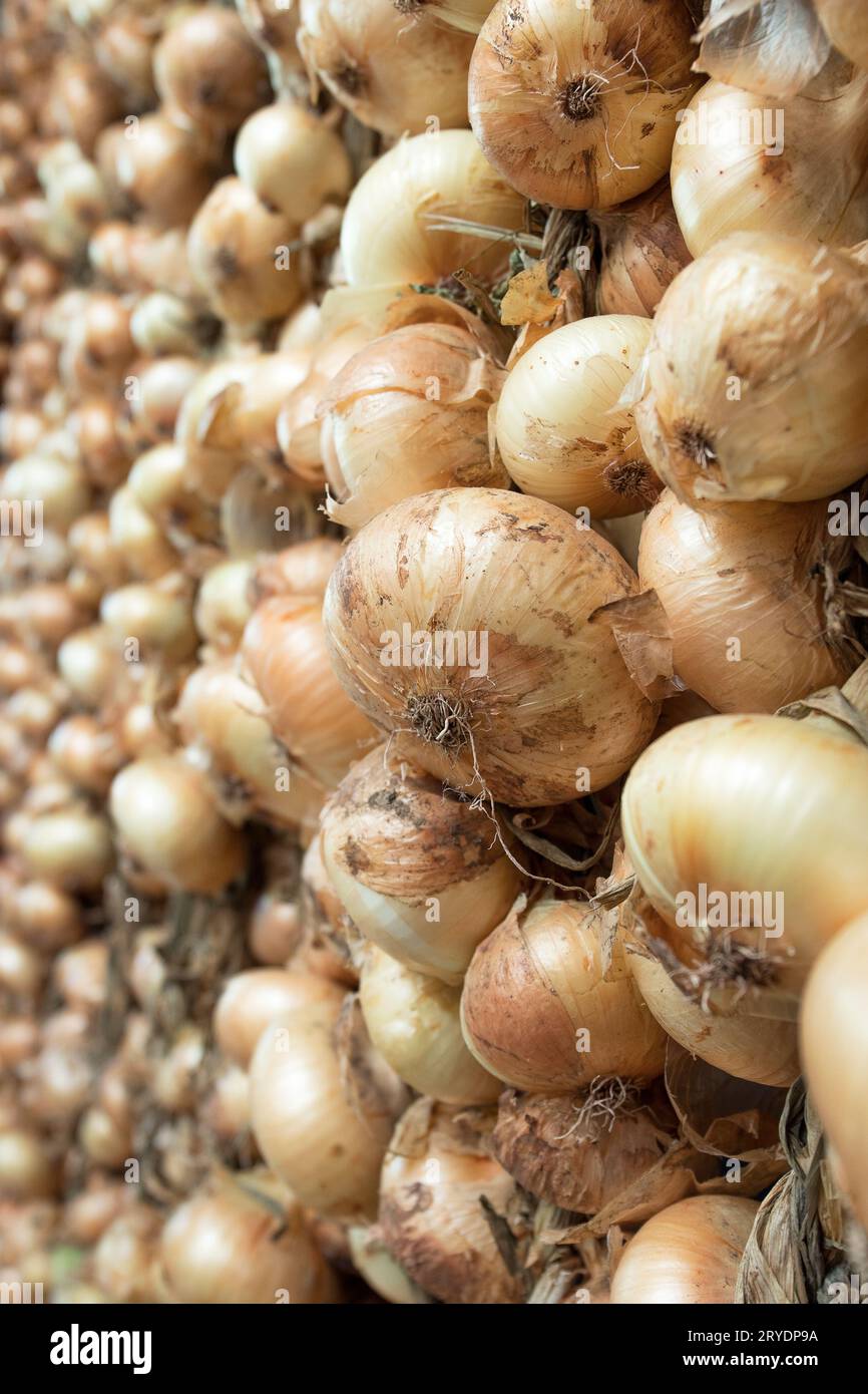 Hanging onions hi-res stock photography and images - Alamy