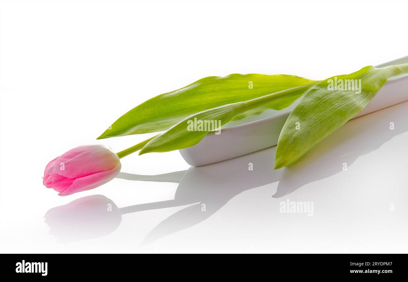 Pink tulip isolated on hi-res stock photography and images - Alamy